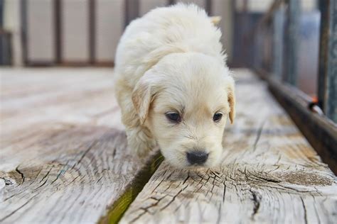 Cachorro Cheirando Partes íntimas De Humanos