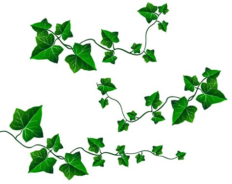 Vine Leaves Clipart Clipground
