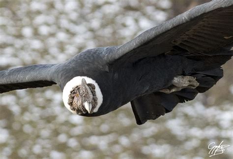 Research Reveals That Andean Condors Flap Wings Just 1 Of The Time