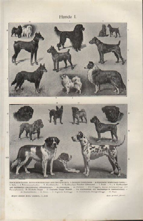 Lithografie1908 Hunde Iii Schäferhunde Mops Spitz Dogge Pudel