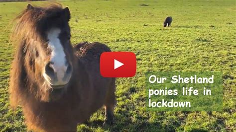 Our Shetland Ponies Life In Lockdown Shetland Pony Club Surrey Uk