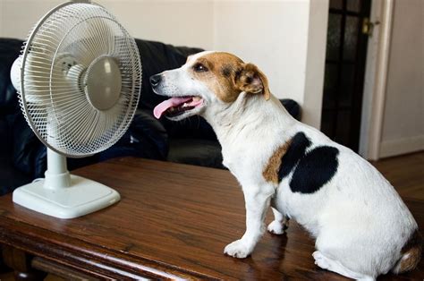 Hot Dog How To Cool Your Pet During A Heat Exhaustion Episode