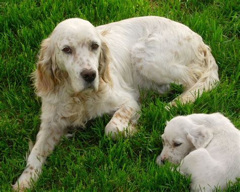 They should have been treated to register your interest in an english setter puppy contact the secretary english setter. dog-breeds - E - English Setter - Page 10 | English setter ...