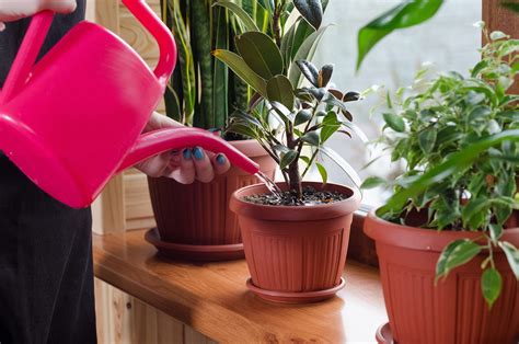 How Much To Water Houseplants Expert Trick For Keeping Plants Alive Business Insider
