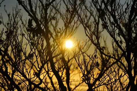 Free Images Tree Branch Plant Sky Sun Sunrise Sunset Sunlight