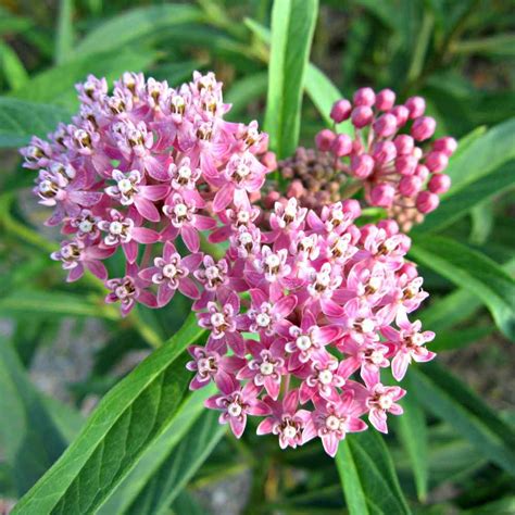 What Is Milkweed Plant Good For