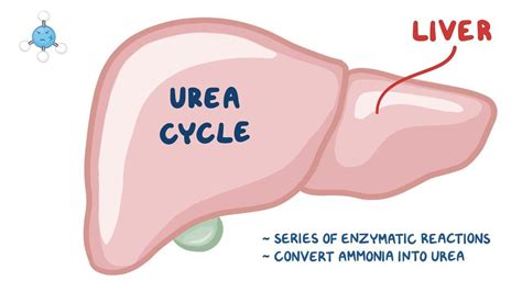 Blood Urea Nitrogen Bun What Is It Causes Treatment And More