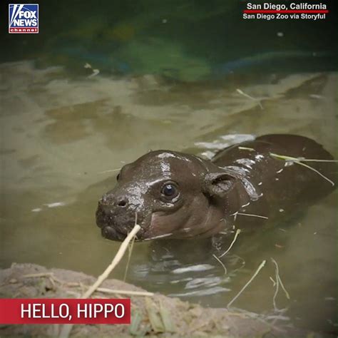 Hello Hippo The San Diego Zoo Announced The Birth Of An Endangered