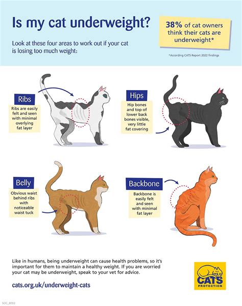 how to tell if your cat is underweight cats protection