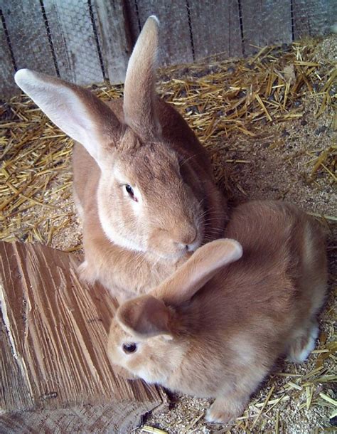 Flemish Giant Rabbits Fawn Colored X Clooks Like My Chet Bunny