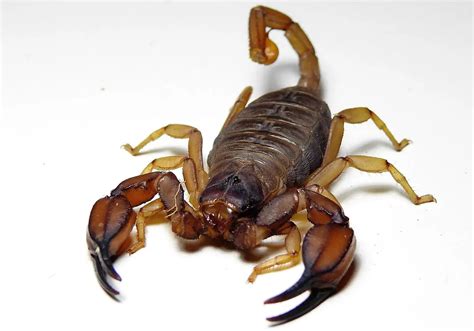 Flinders Ranges Scorpion The Animal Facts Appearance Diet Habitat