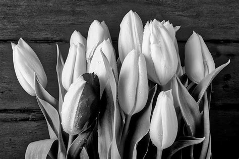 Black And White Tulips Photograph By Garry Gay Fine Art America