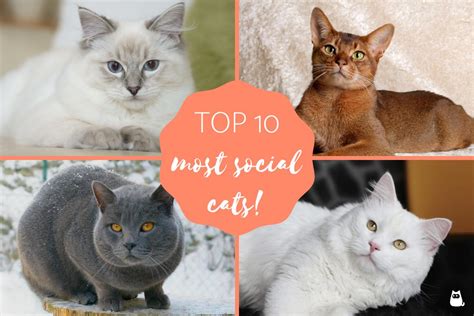 10 Most Social Cat Breeds Friendly And Affectionate