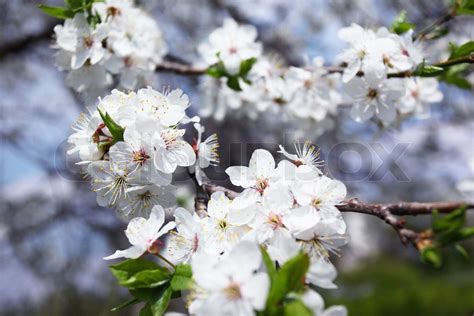 Blossoming Tree With White Flowers In Spring Stock Image Colourbox