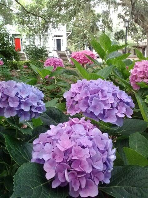 Savannah, ga georgia pirates house restaurant roadside artist's view postcard. Hydrangeas blooming in Savannah Ga | Gardens, Flowers and ...