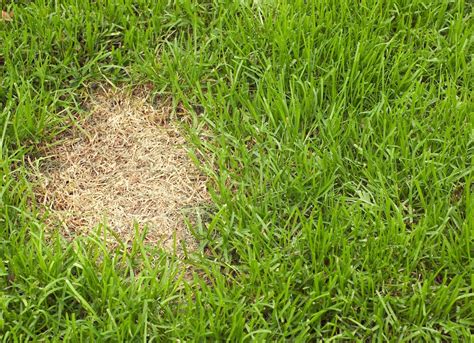 Lawn Problems 7 Things Your Lawn Is Trying To Tell You Bob Vila