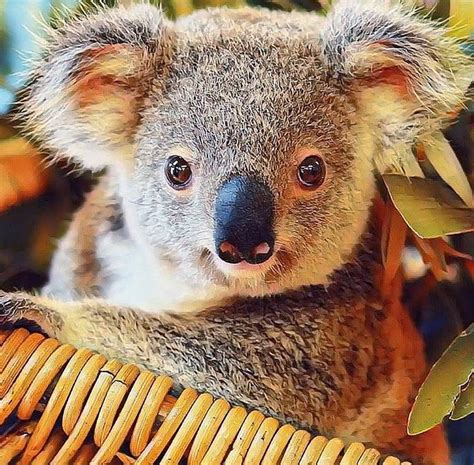 Koalabays Instagram Profile Post Some Koality Time 🐨 🏻 ️ Koalas