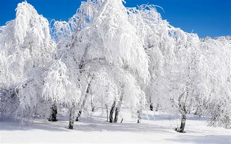 Winter Forest Snow Clear Sky Wallpapers Hd Desktop And Mobile