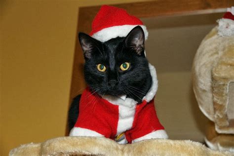 40 Cutest Santa Cats To Make Your Christmas Delightful