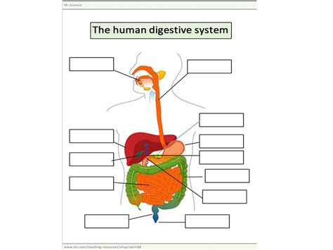 The Human Digestive System Worksheet Teaching Resources