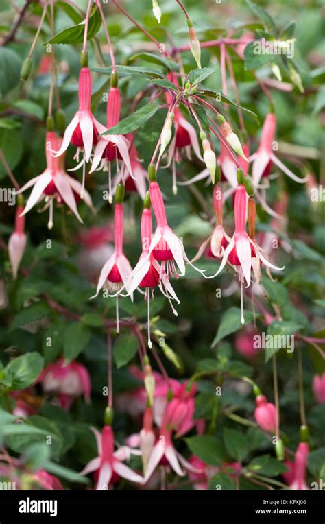 Fuchsia Colored Flower Hi Res Stock Photography And Images Alamy