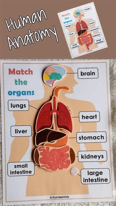 Body Organs Matching Activity Printable For Kids Human Anatomy