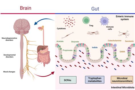 Microbiotagutbrain Axis The Interaction Between The Gut Microbiota