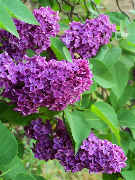 French Lilacs Beautiful Flowers Plum Flowers Lilac Bushes