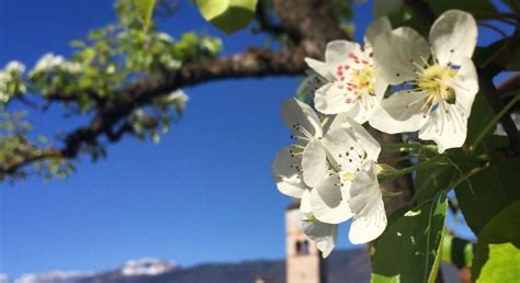 Il set di francobolli in fiore è diventato estremamente difficile da trovare e i prezzi questa inserzione è composta da 20 (venti) francobolli di alberi di fioritura 32c inutilizzati. Come riconoscere 6 alberi da frutto dai loro fiori