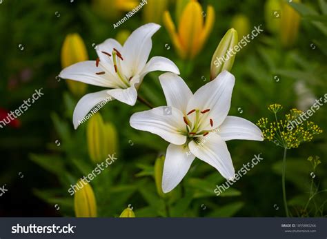 1354716 Lily Images Stock Photos And Vectors Shutterstock