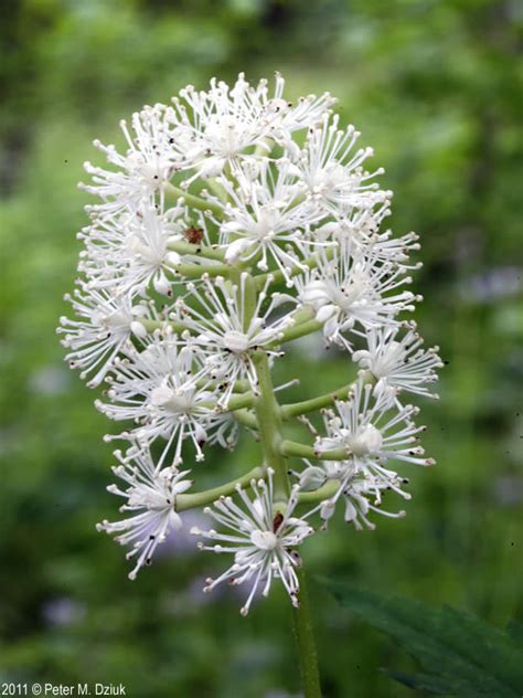 Actaea Pachypoda White Baneberry Minnesota Wildflowers