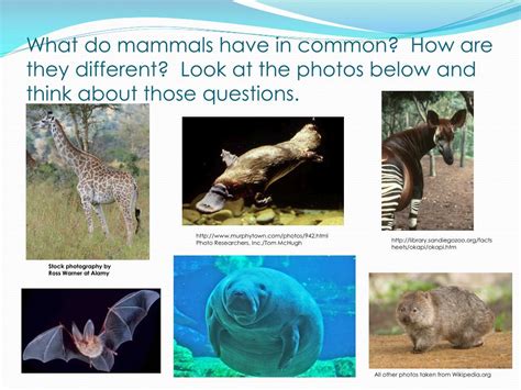 Ppt Mammals And Their Characteristics Powerpoint Presentation Free