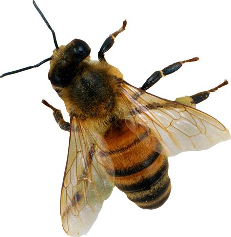 Bee Png Images Transparent Free Download
