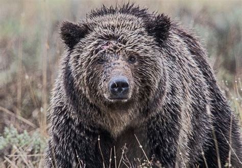 The Golf Course Grizzly First Hope Of Biological Connectivity For Bruins