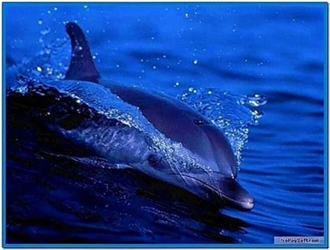 Living Dolphins 10 Full 3d Screensaver Download Free