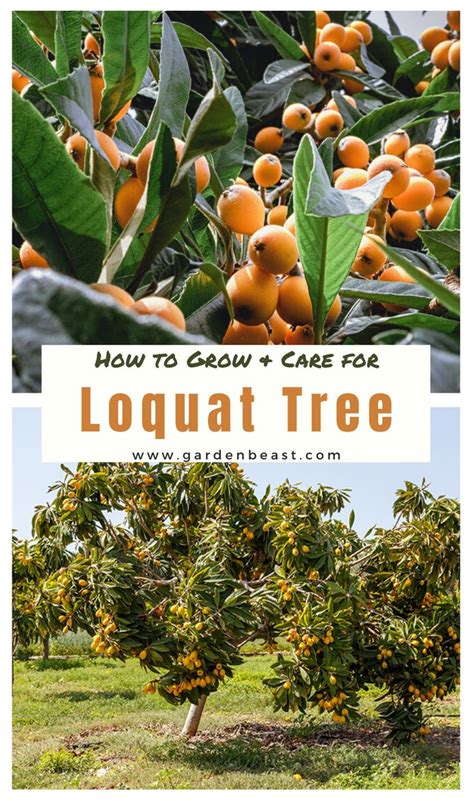 Loquat Tree Guide How To Grow And Care For Loquat Trees In 2022 Loquat