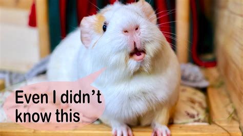 5 Things You Never Knew About Guinea Pigs Youtube