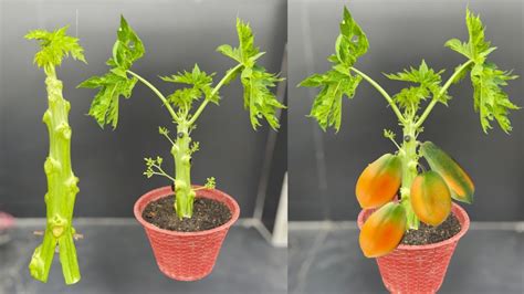 Propagation Papaya Plant From Cutting 100success Youtube