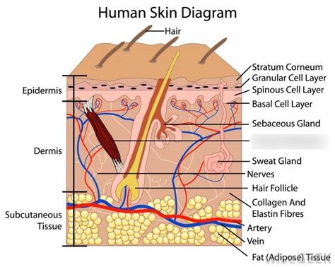 Layers Of Skin Diagram Quizlet