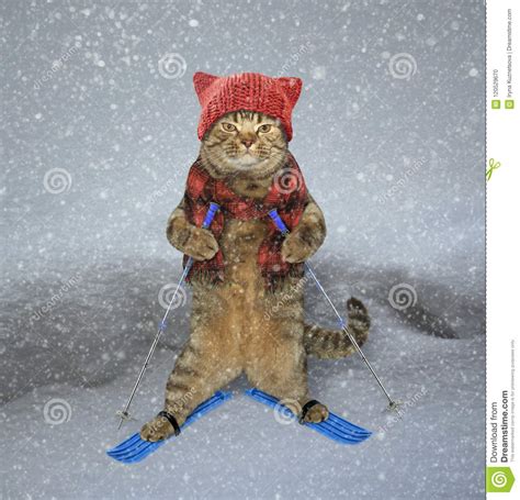 Cat Skier In Snow Stock Photo Image Of Skier Warm 120529670