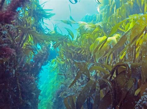 Will Climate Change Affect Norwegian Kelp Forests In A Positive Way