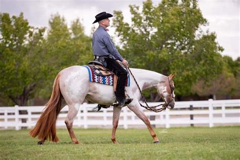 Paint Horses Horse Painting Horse Art Western Pleasure Horses