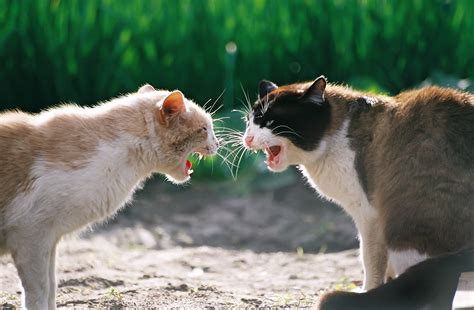 Six Tips How To Break Up Cats Fighting