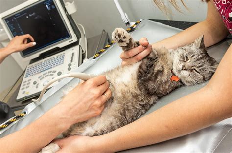 Ultrasound Pet Care Center And Animal Care Center