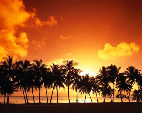 Silhouette Of Coconut Trees During Golden Hour Hd Wallpaper Wallpaper