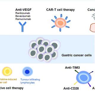 Different Types Of Immunotherapies In Advanced Gastric Cancer Immune