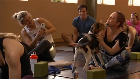 To pass through the front doors is to enter an … Shelter Me: Yoga for puppies with puppies - 6abc Philadelphia