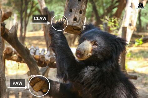 The Unique Claws Of Sloth Bears Wildlife Sos