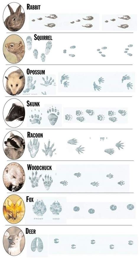36 Most Common Animal Tracks Identification Guide For Usa Animal