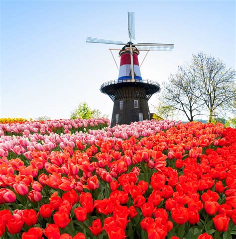 Background Lanskap Dengan Kincir Angin Belanda Tradisional Di Bendera Belanda Dan Deretan Tulip